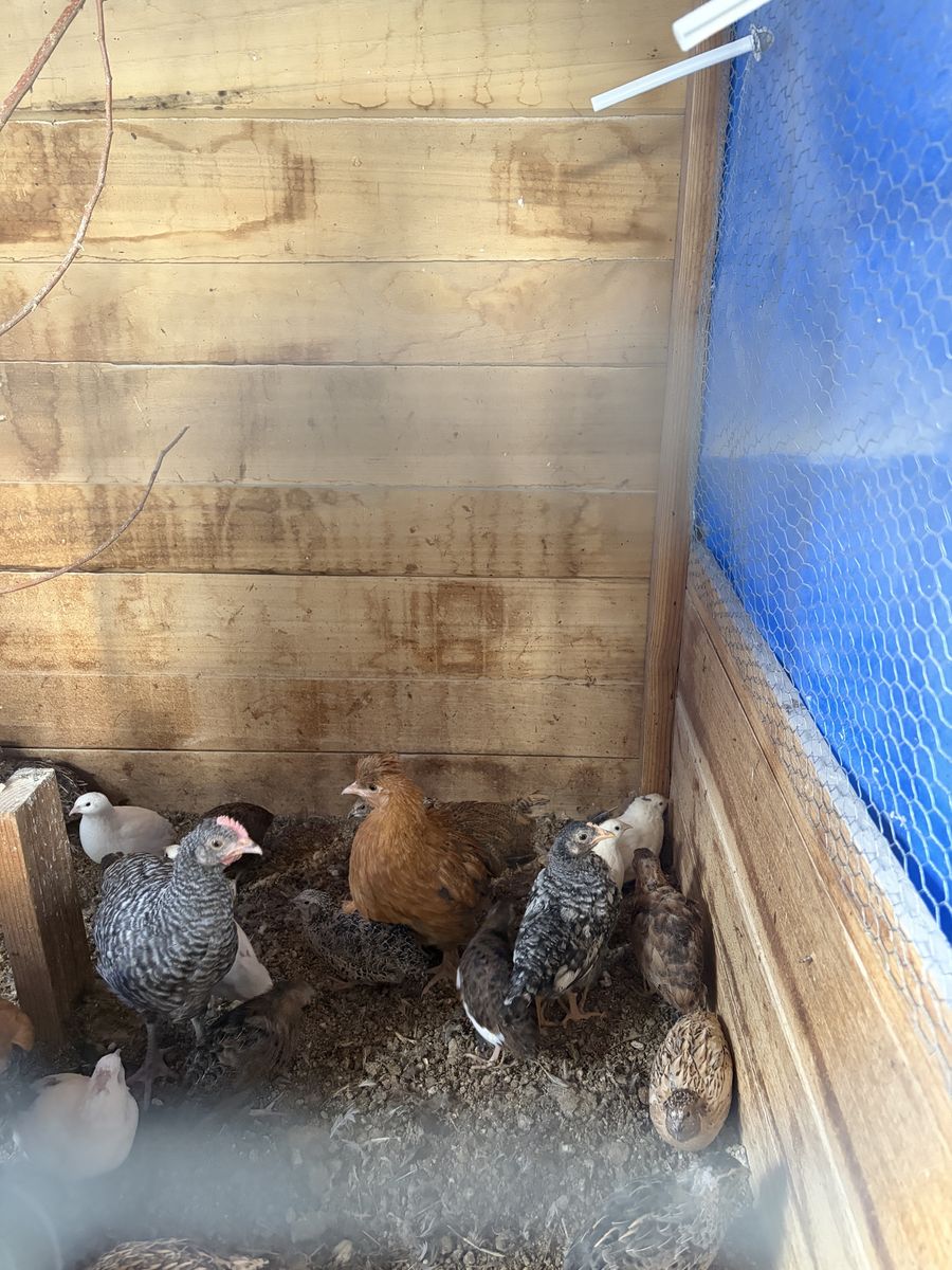Quails