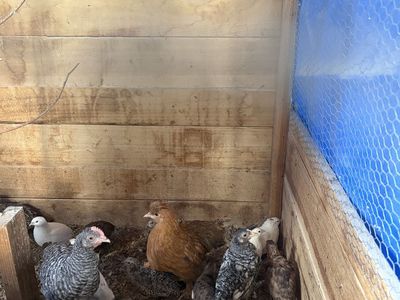 Quails