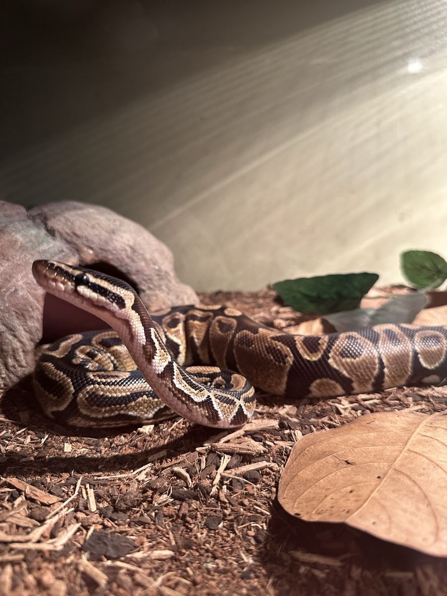 Ball python