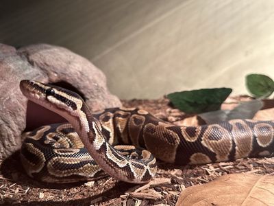 Ball python