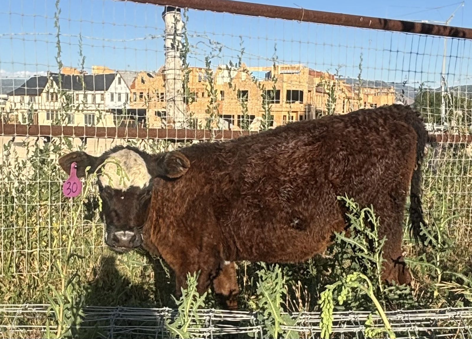 Bummer calf