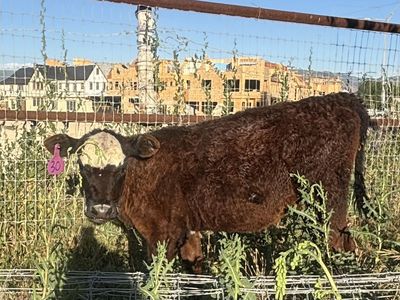 Bummer calf