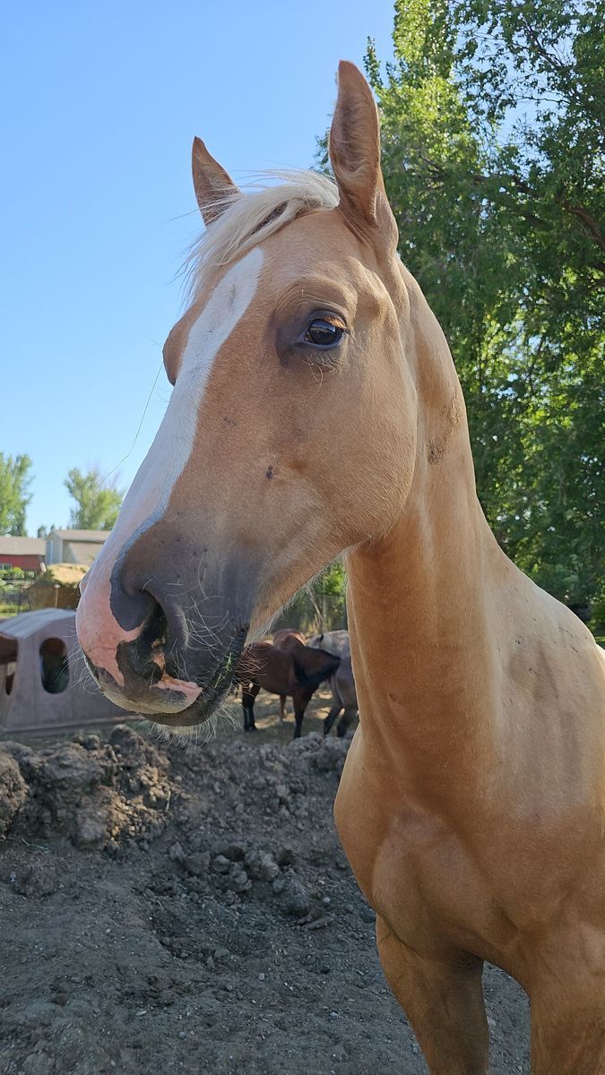 Coming 2 year old Gelding