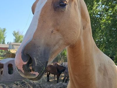 Coming 2 year old Gelding