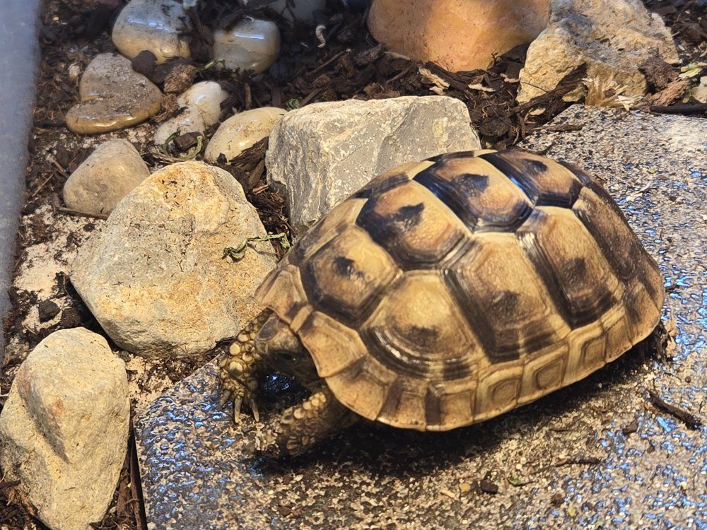 Baby Iberia Greek Tortoise with everything