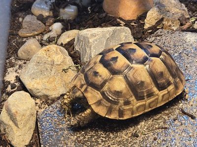 Baby Iberia Greek Tortoise with everything