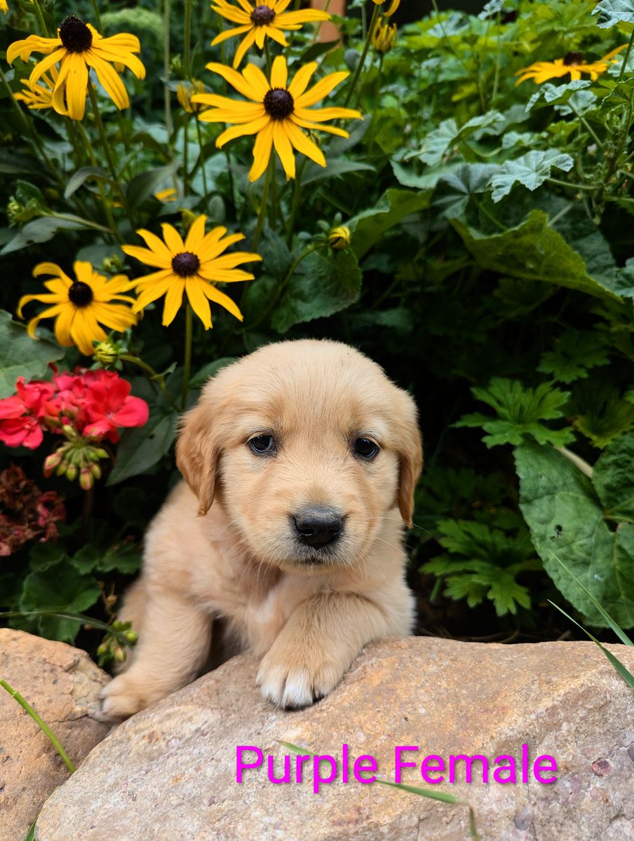 Golden Retriever Puppies