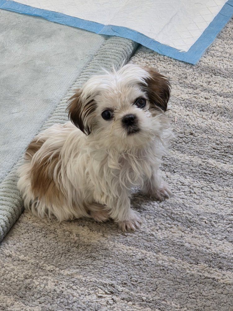 10 week old Male "Teacup" Mini Shih Tzu Puppy