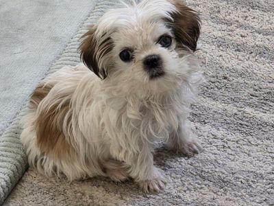 10 week old Male "Teacup" Mini Shih Tzu Puppy
