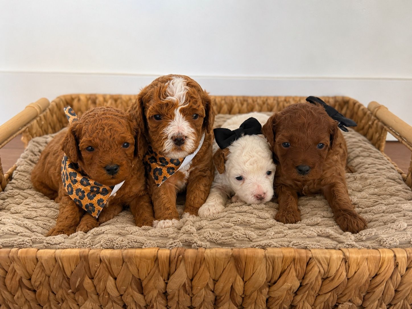 Multi-gen Cavapoo puppies 