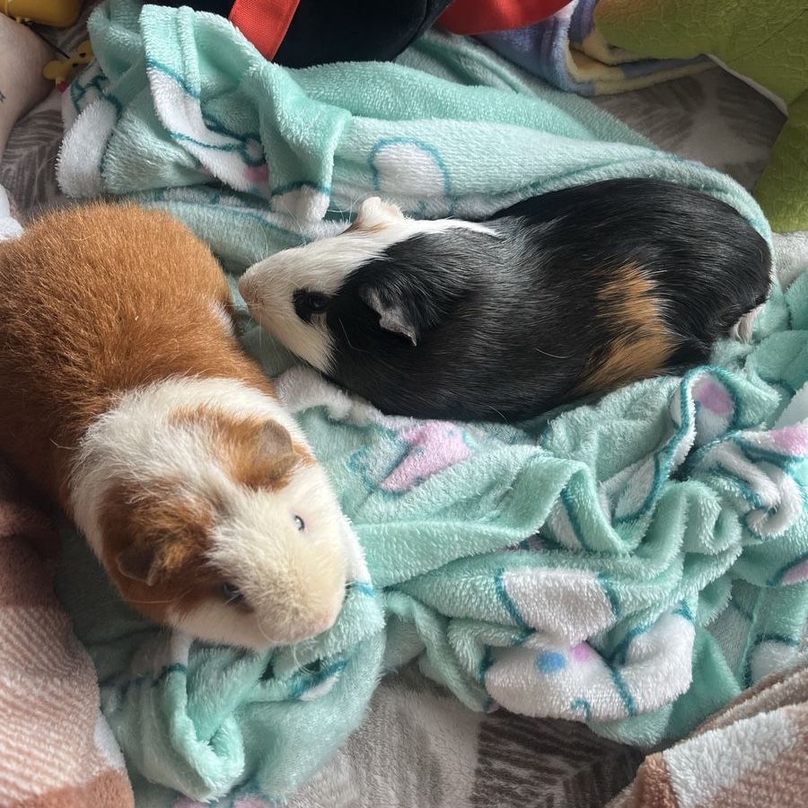 2 bonded male guinea pigs 