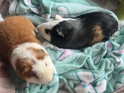 2 bonded male guinea pigs