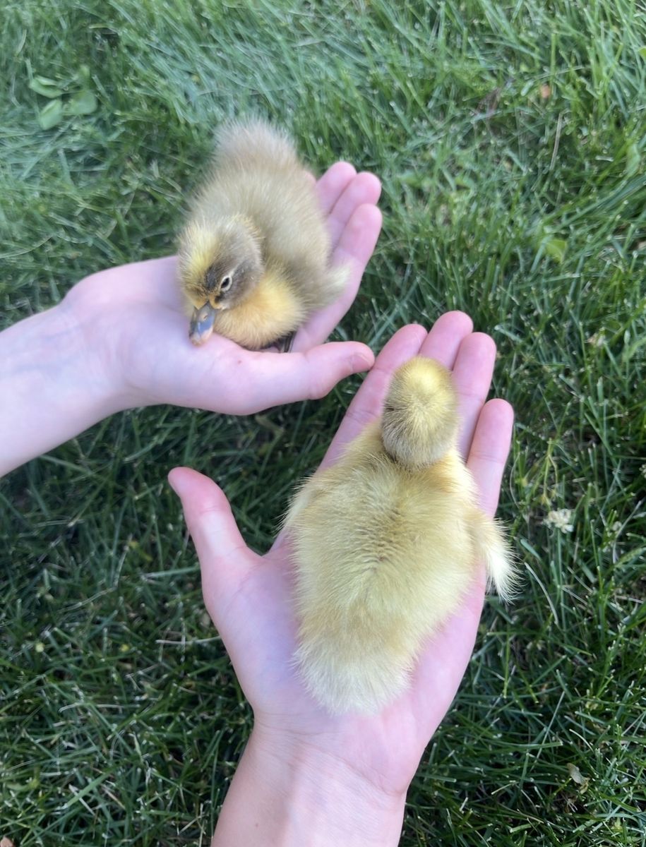 Daily Old Ducklings