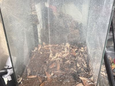Terrarium 5gallon
