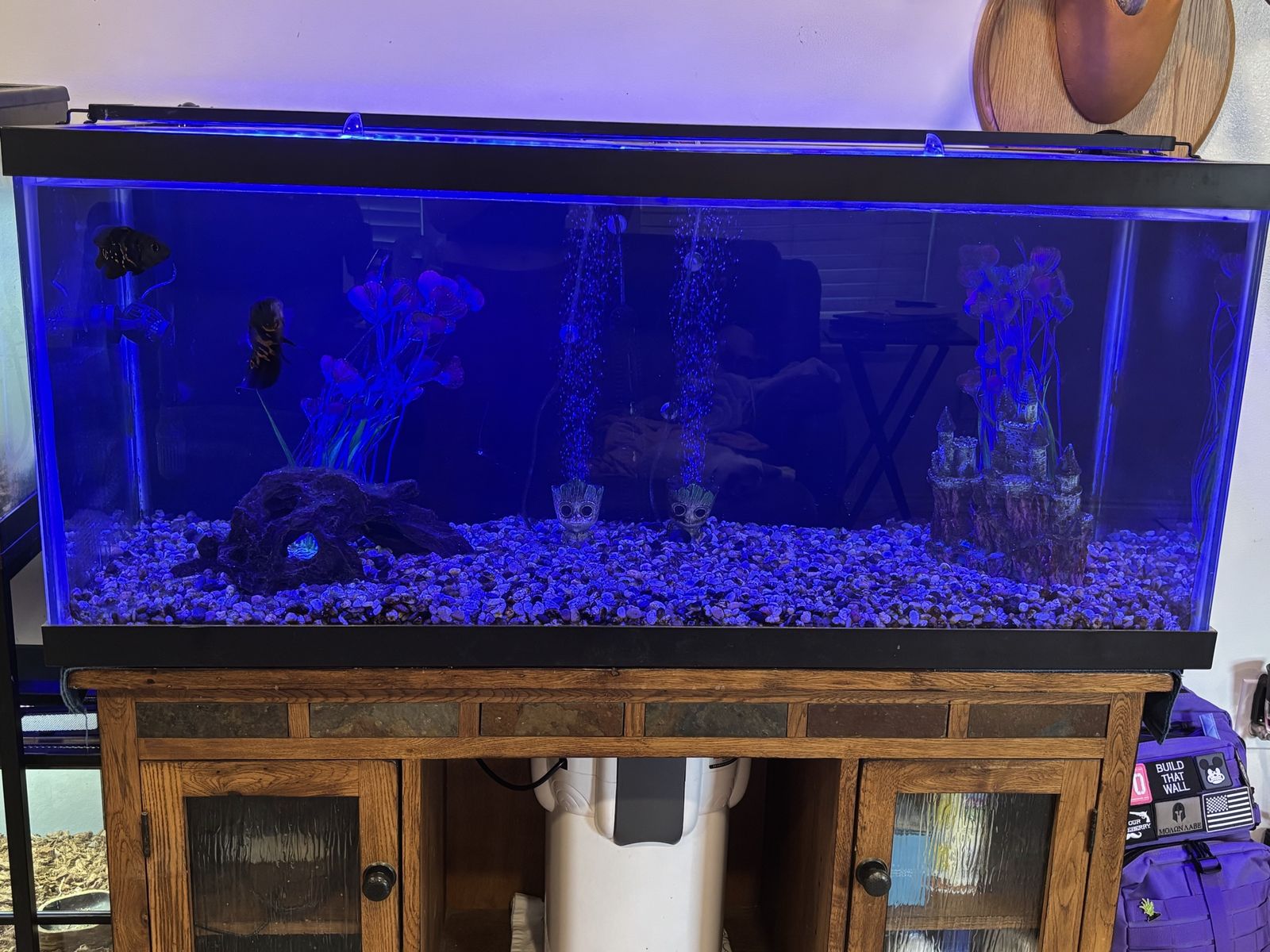 75 Gallon Aquarium
