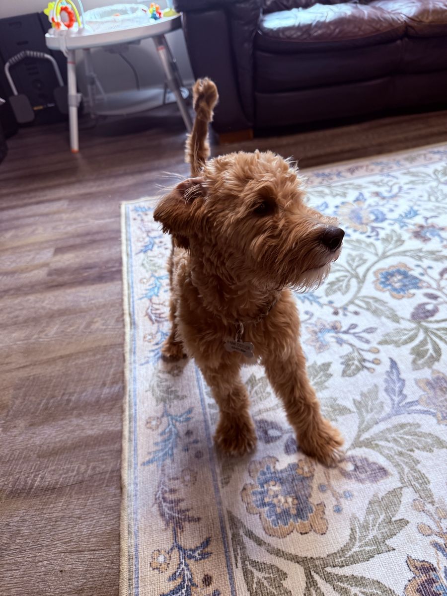 Mini golden doodle for sale
