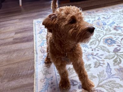 Mini golden doodle for sale