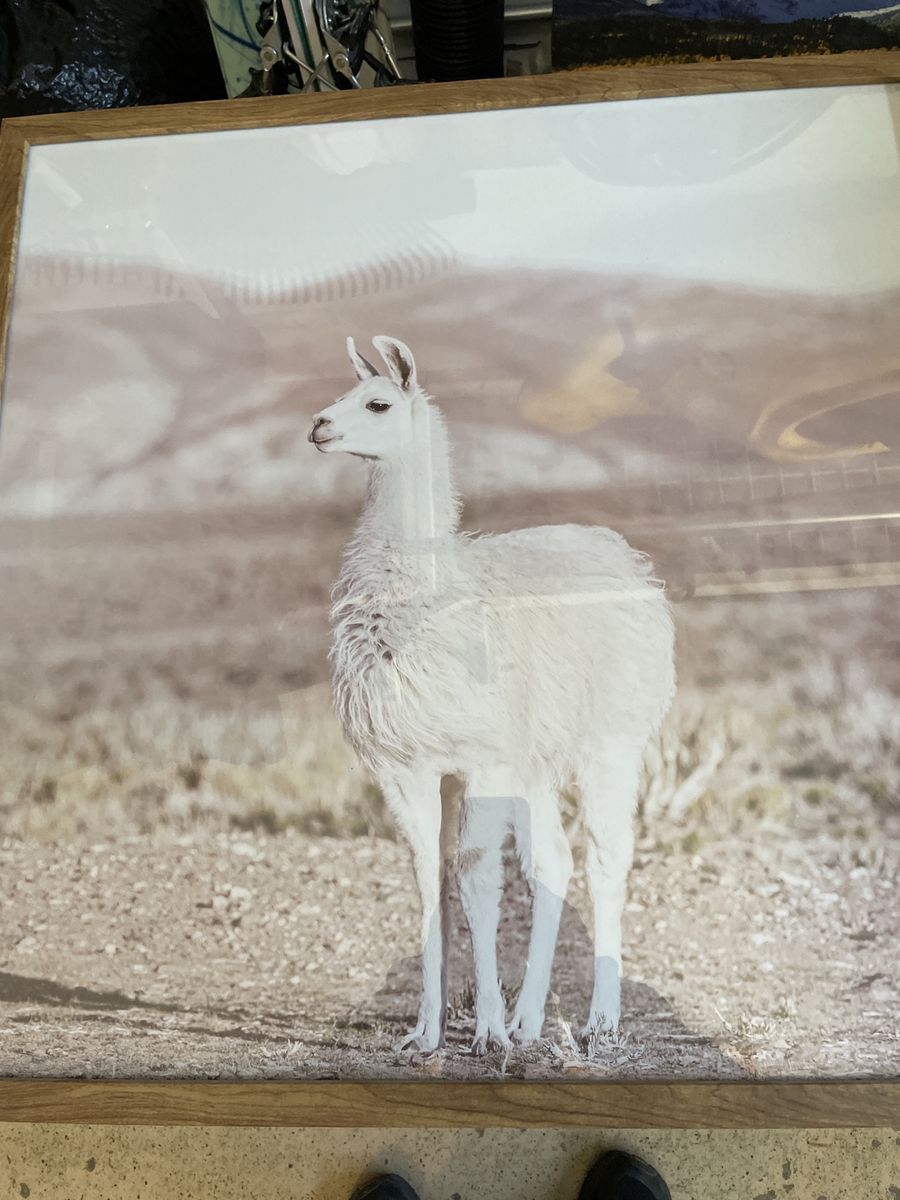 Framed Llama Wall Art Picture Decor - Large Wood Frame Animal Print - Ready to Hang
