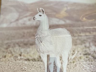 Framed Llama Wall Art Picture Decor - Large Wood Frame Animal Print - Ready to Hang
