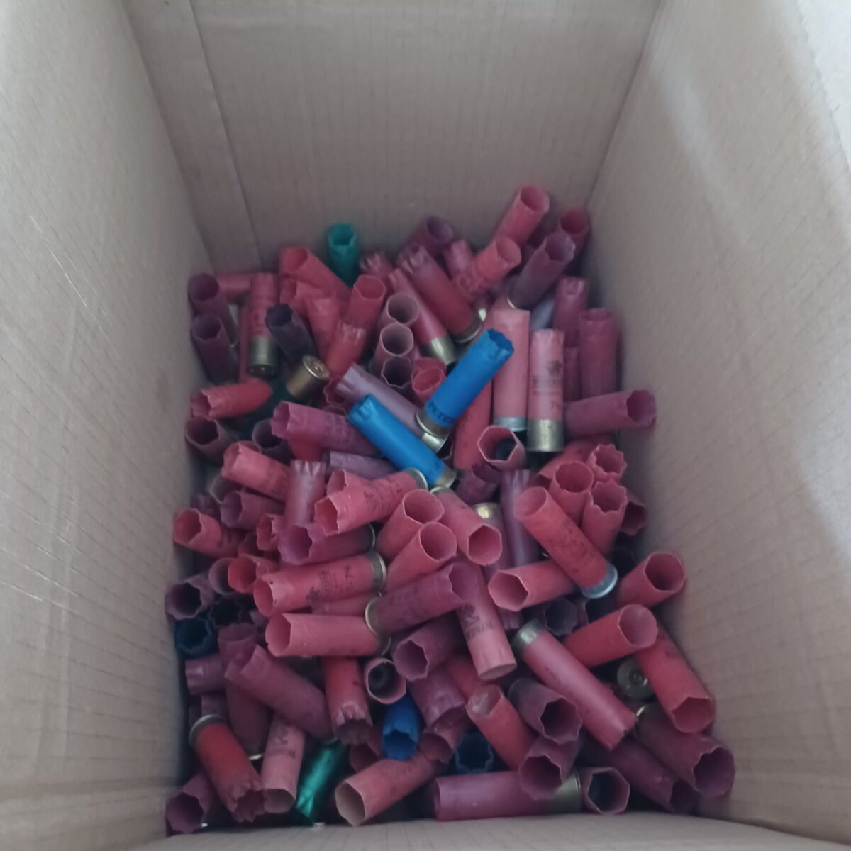 Empty shotgun shell casings