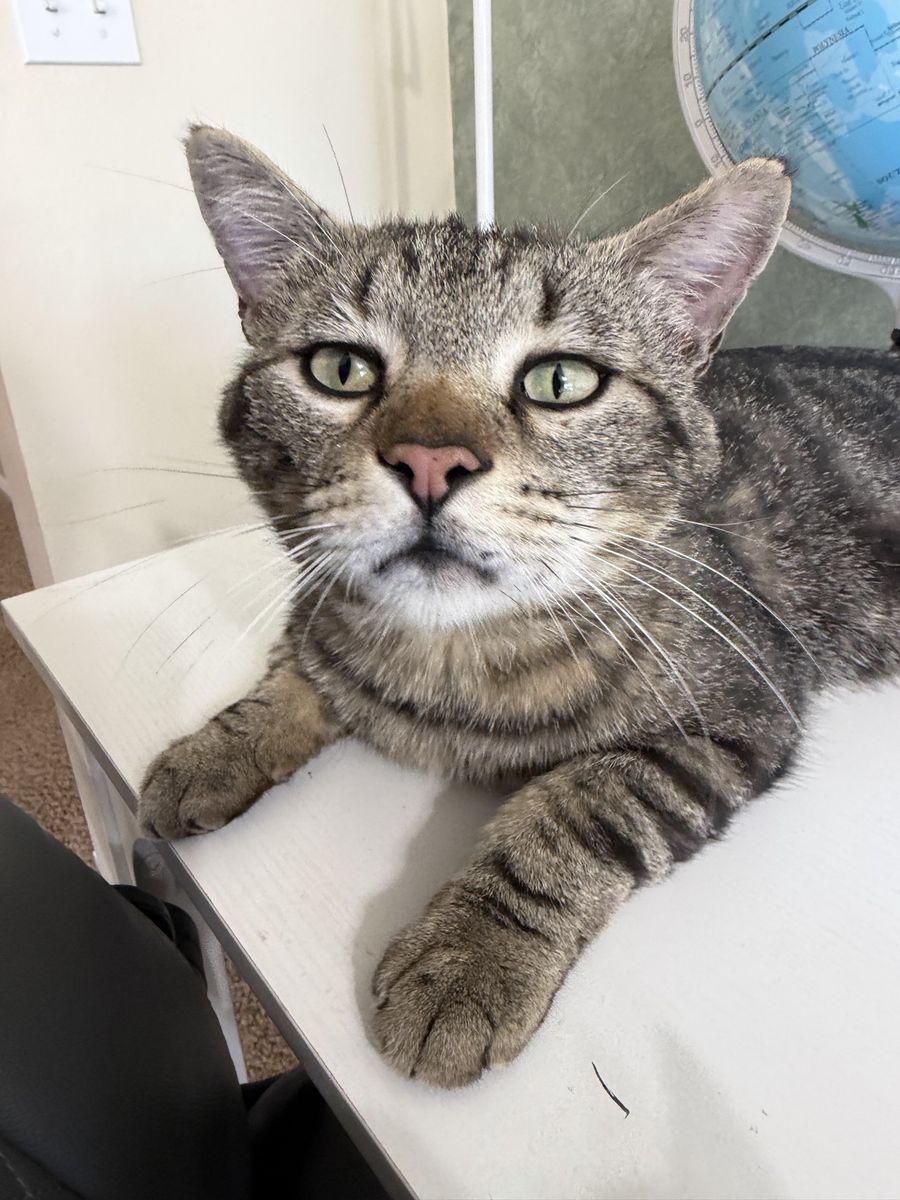 Free 3 Year Old Tabby