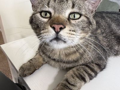 Free 3 Year Old Tabby