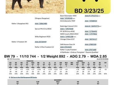 Registered Black Angus Yearling Heifer Bull