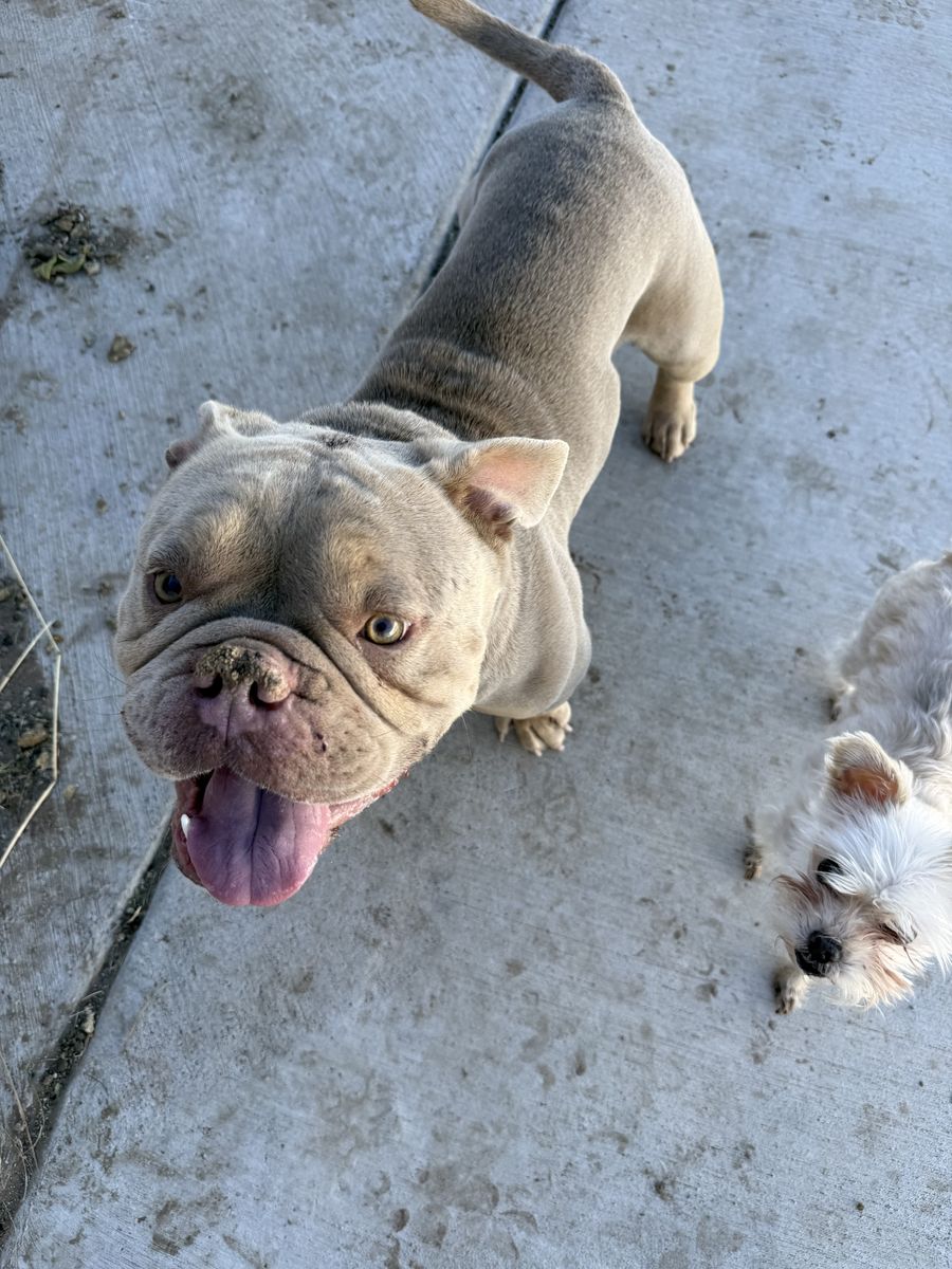 American Bulldog