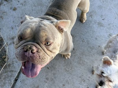 American Bulldog