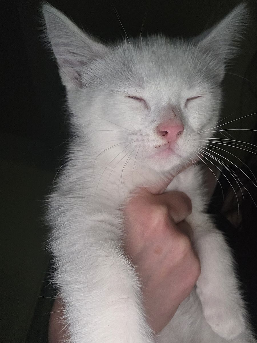 Cute white male kitten