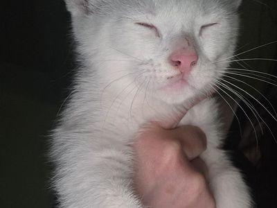 Cute white male kitten