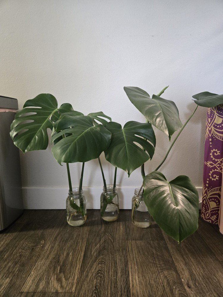 Monstera Deliciosa