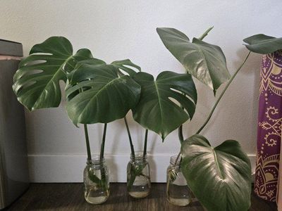 Monstera Deliciosa