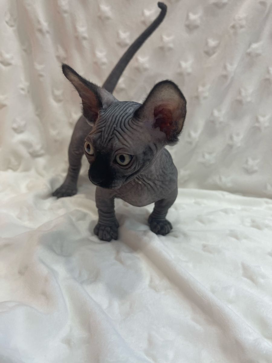 *WAITING LIST OPEN* Bambino Sphynx (short legs like a wiener dog) December wait list