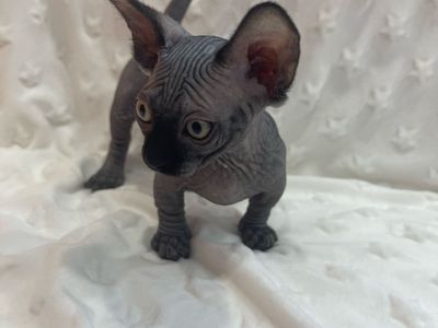 *WAITING LIST OPEN* Bambino Sphynx (short legs like a wiener dog) December wait list