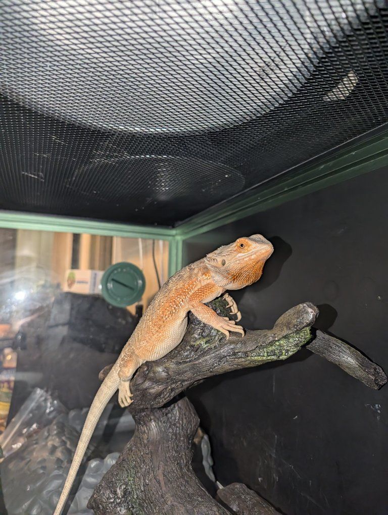 Bearded dragon female