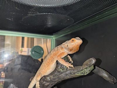 Bearded dragon female