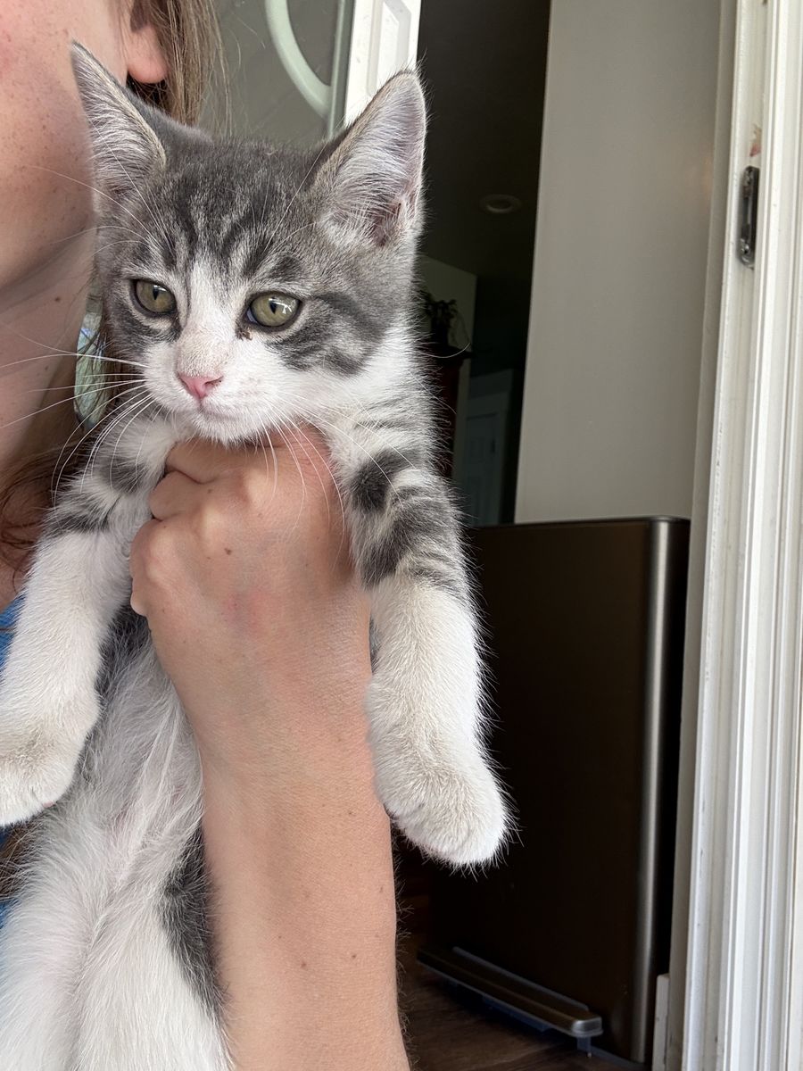 Adorable Grey & White Tabby Kitten