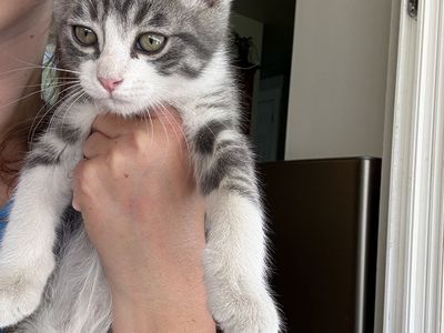 Adorable Grey & White Tabby Kitten