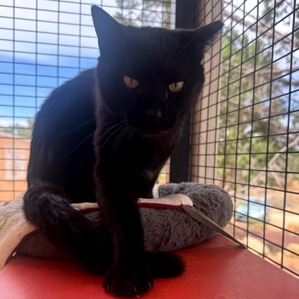 Hello my name is Boba