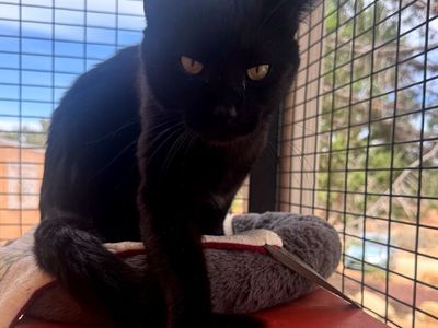 Hello my name is Boba