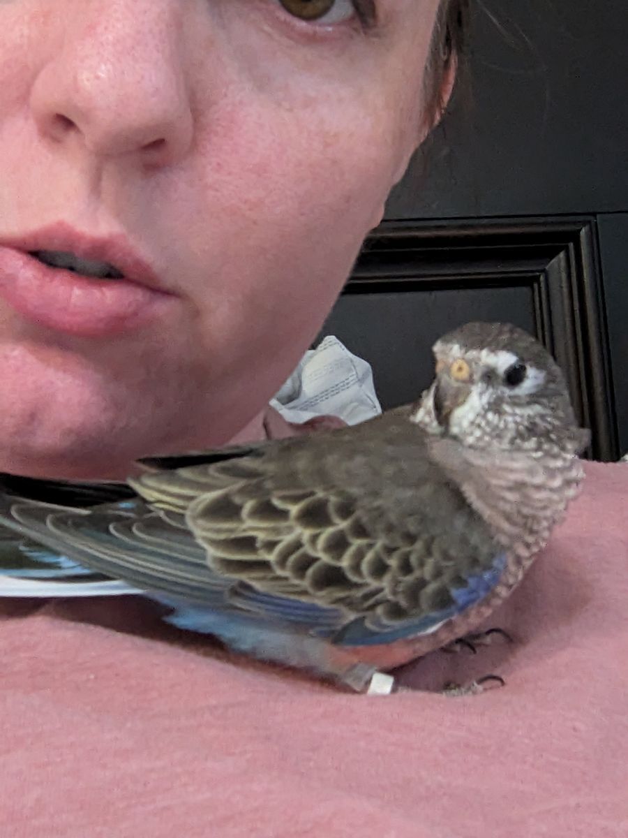 Young Female Rosy Bourke