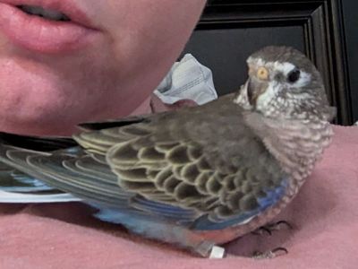 Young Female Rosy Bourke