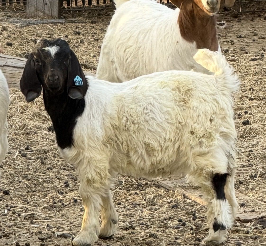 Main image 4