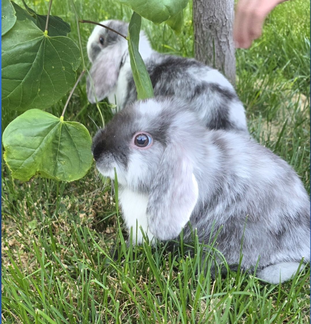 Holland lop bunnies- FREE to good home 