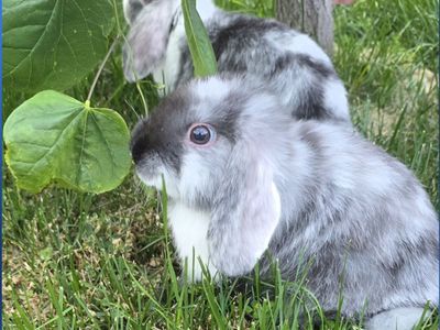 Holland lop bunnies- FREE to good home