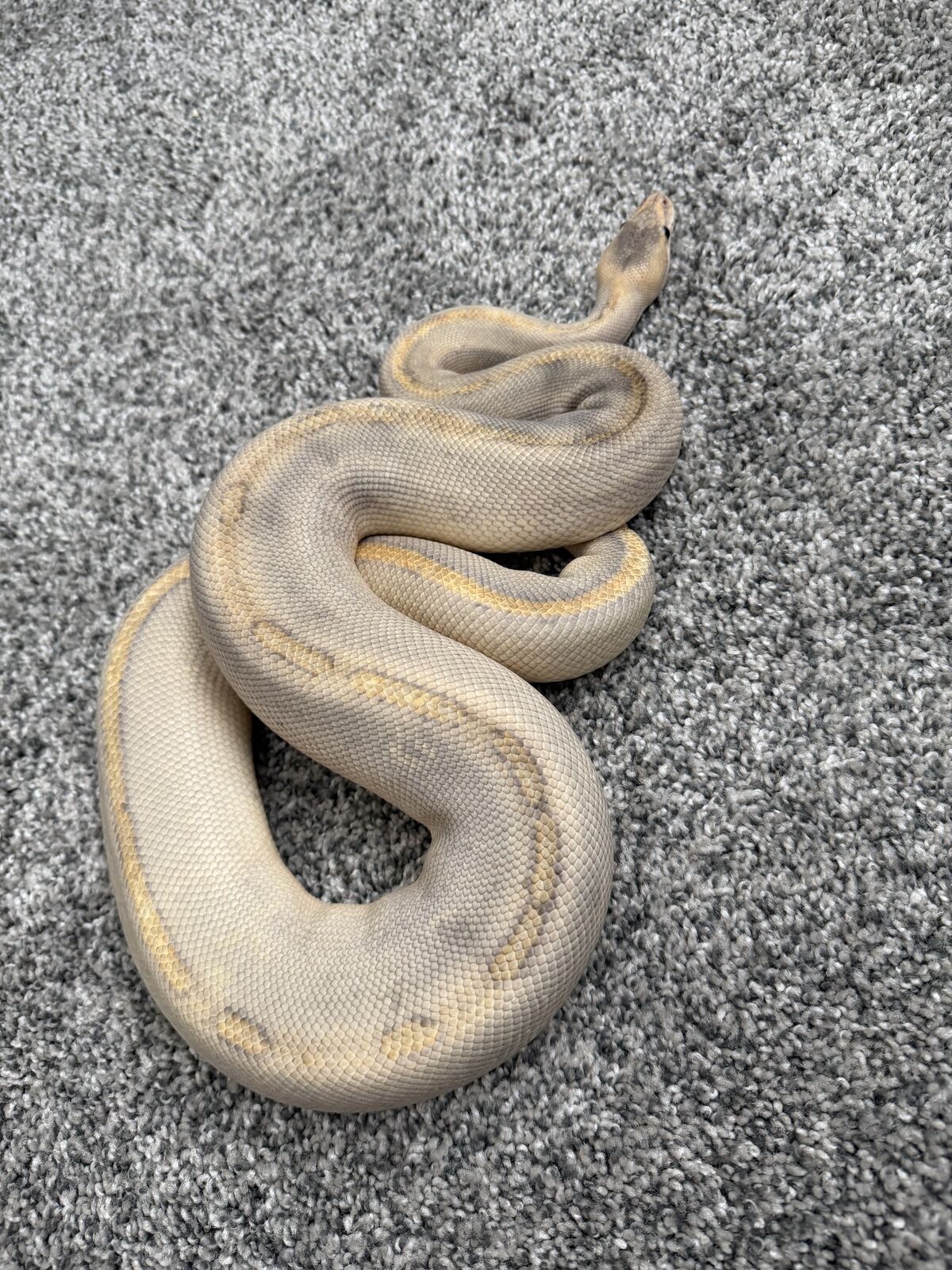 Female Mimosa Ball Python