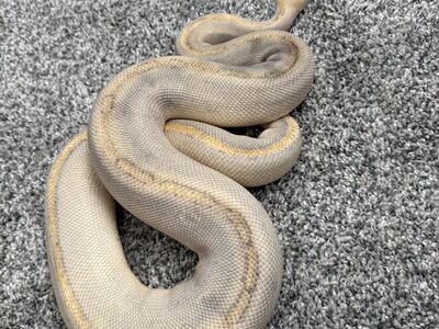 Female Mimosa Ball Python