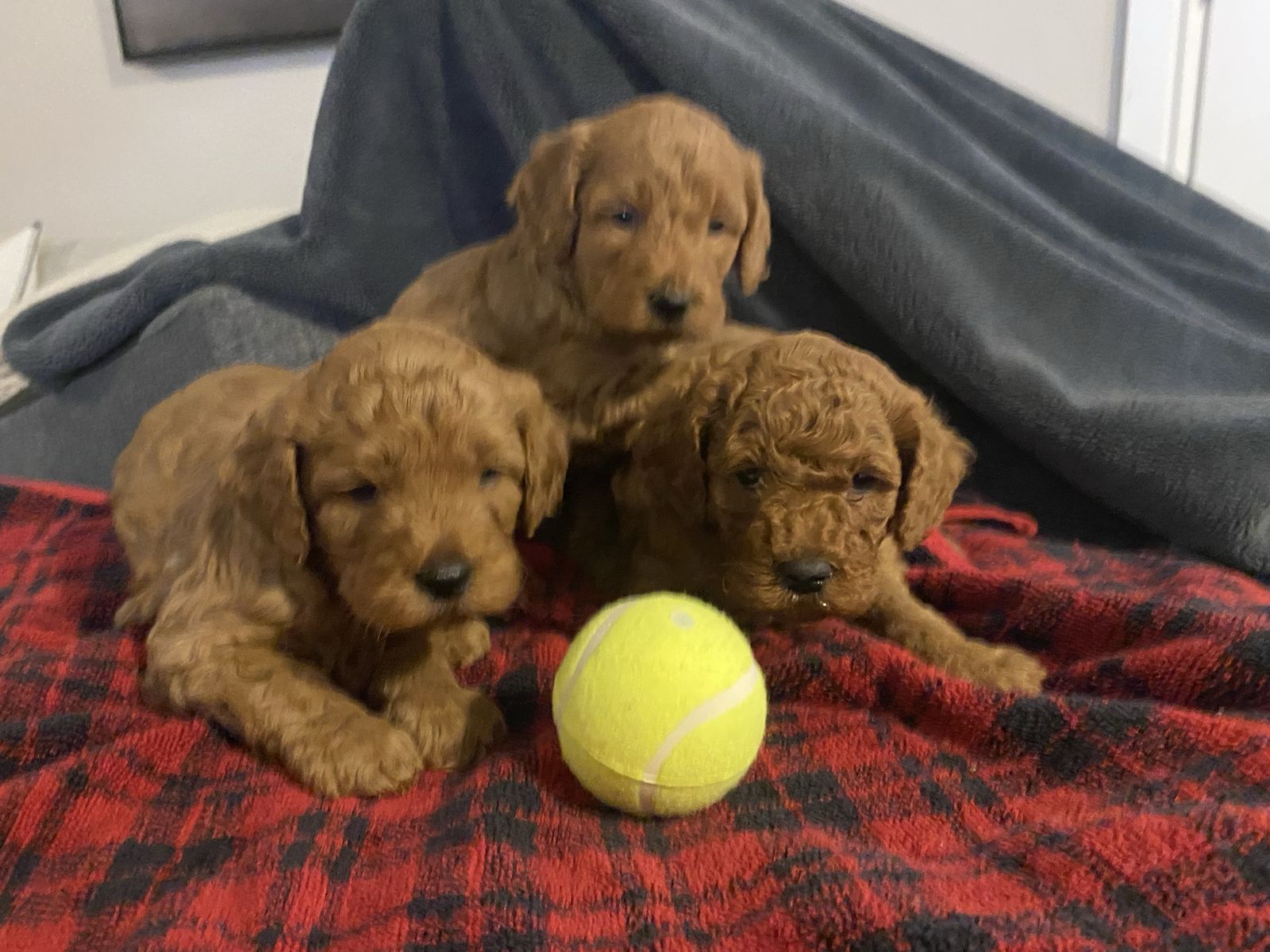 F1BB Goldendoodle Puppies for sale