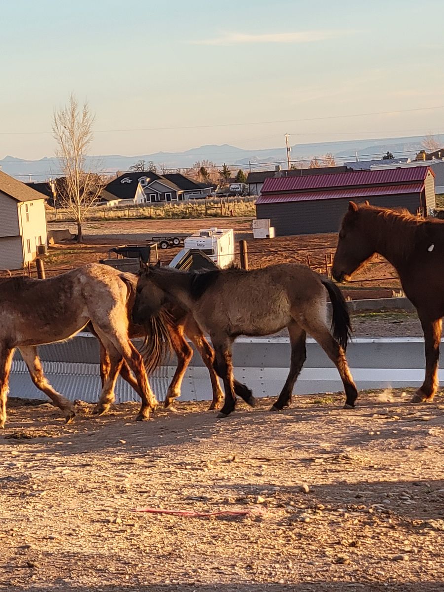 Unhandled colts and fillies